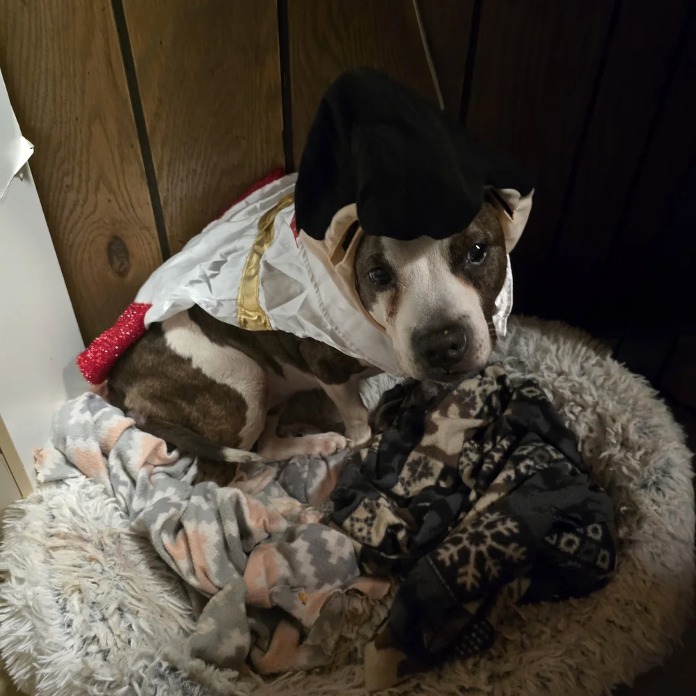 Elvis Dog Costume - White, Red, and Gold